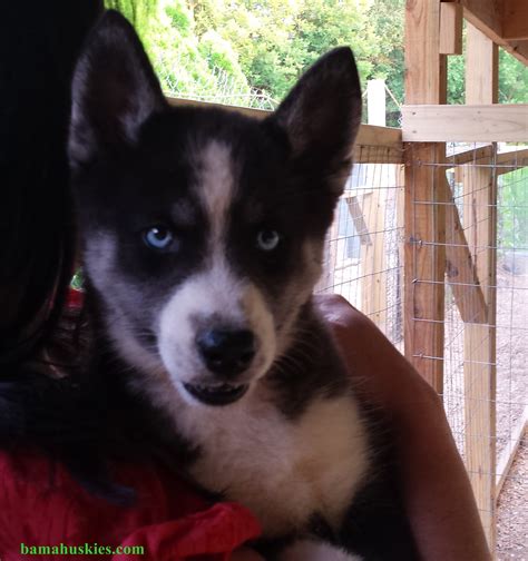 Meet Husky Puppy Adlynn Siberian Husky Puppies For Sale