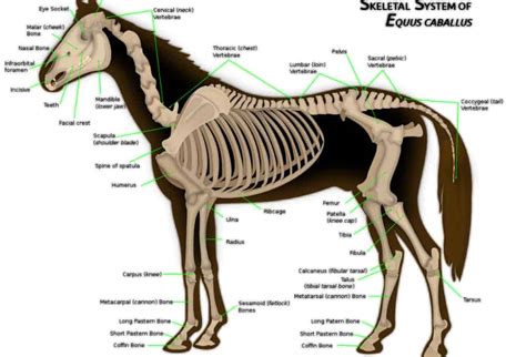 14 Facts About The Horse Skeleton