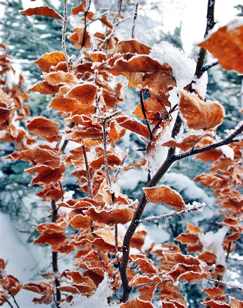 무료 이미지 나무 자연 분기 겨울 얼음 봄 가을 시즌 미술 단단한 빙빙 냉동고 냉동 잎 꽃 피는 식물