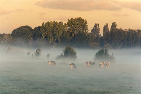 Free Images Mist Autumn Atmospheric Phenomenon Nature Morning