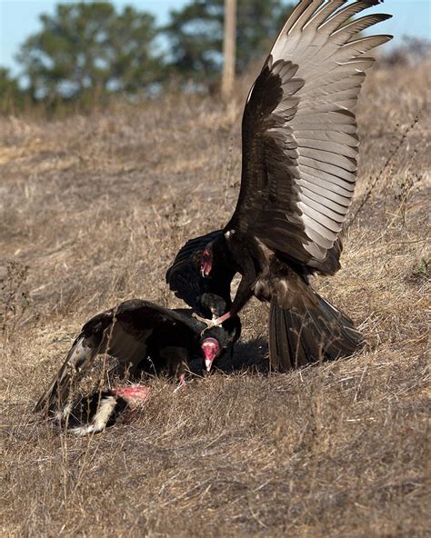 Turkey Vultures Eating Lunch Photograph By Michael Riley Fine Art