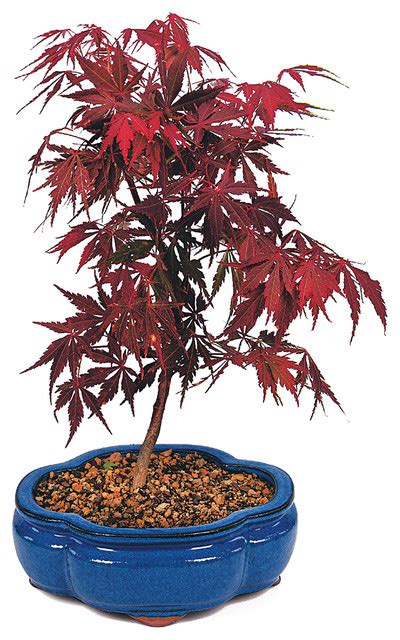 Brussels Bonsai Japanese Red Maple Bonsai Tree And Reviews Houzz