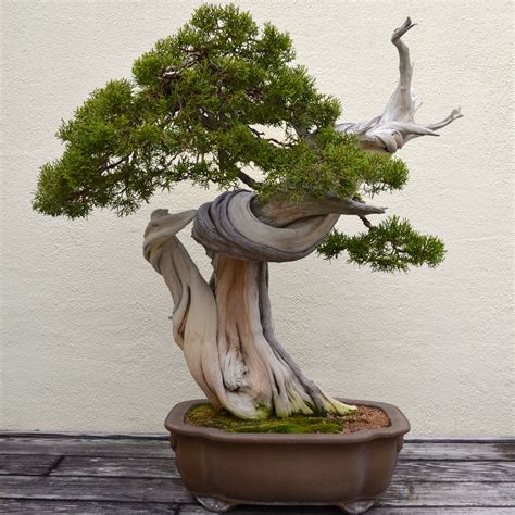 Best Old Bonsai Trees Of The Decade Learn More Here Earthysai