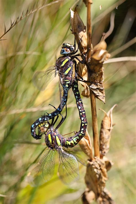 The Moorland Hawker Dragonfly Fakes Death To Avoid Sex