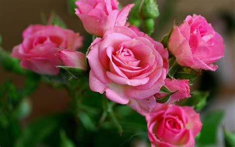Free Download Pink Rose Flowers Nature Wallpapers Download Hd