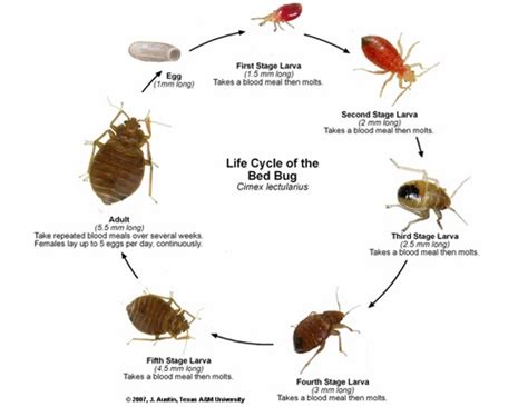 Bedbugs How Do Bed Bugs Reproduce