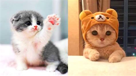 The Most Lovely Super Cute Kittens In The World Cute Cat Compilation
