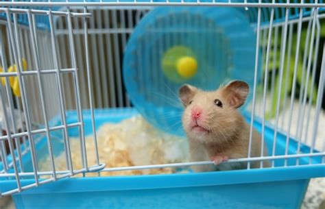 Whats The Right Size Hamster Cage Petsoid