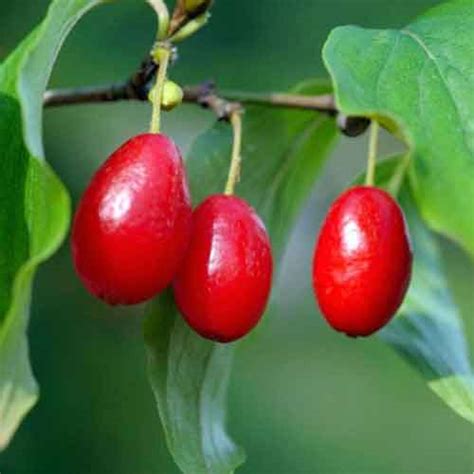 Cornelian Cherry Nutrition Facts Cornelian Cherry Health Benefits