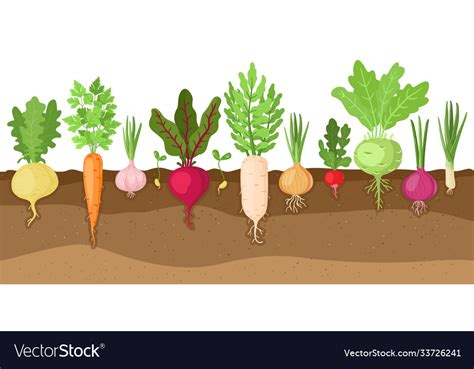 Planted Vegetables Cartoon Root Growing Royalty Free Vector