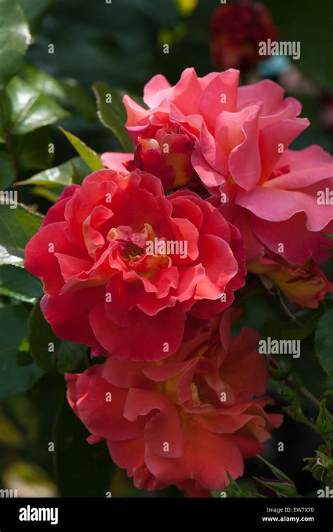 Rose Rosemary Harkness Stock Photo Alamy