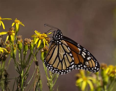 Opening Day At Pismo Butterfly Grove 2016 The Monarch Butt Flickr