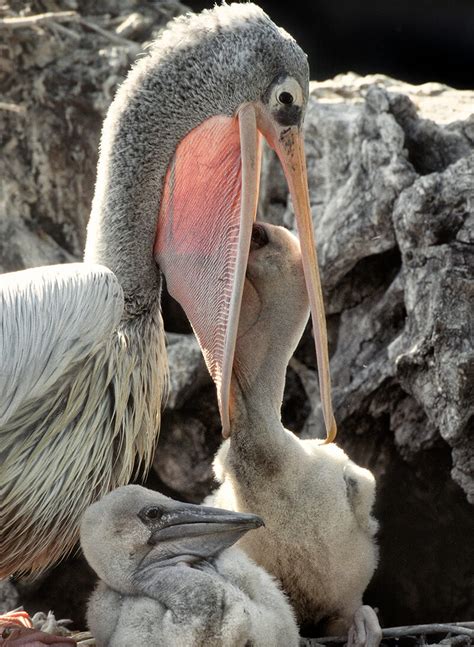 Pelican Chicks Born Precocial And Ready To Take On The World Metro Swim