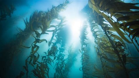 When china decides to do something, the country can be incredibly agile and quick in implementation. Fish Sounds - Kelp Forest | In the kelp forests just off ...