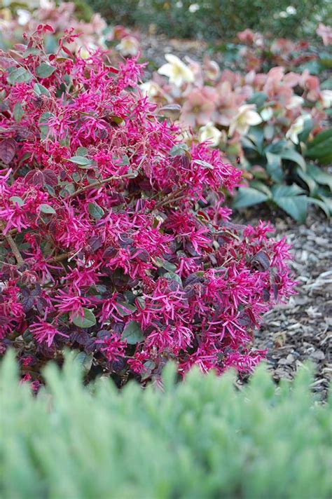 Loropetalum Plum Gorgeous Plant Profile Alpine Nurseries