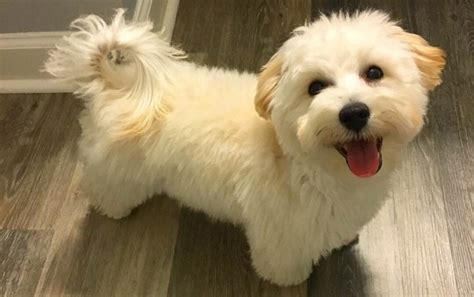 Coton De Tulear And Poodle Mix Cute Of Animals