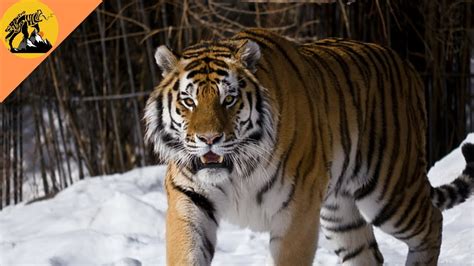 Siberian Tiger Worldtigerday Youtube