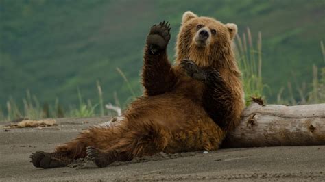 14 Furry Facts About Bears Mental Floss