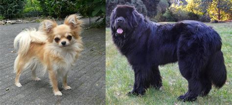 Newfoundland Dog Vs Long Haired Chihuahua Breed Comparison