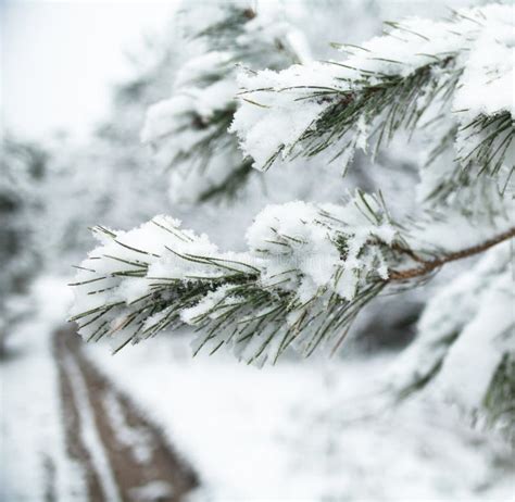 Pine Tree Branch Covered With Snow Stock Photo Image Of Branch