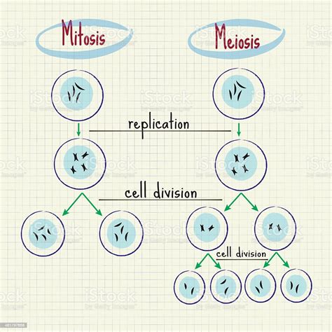 Mitosis And Meiosis Stock Illustration Download Image Now Istock