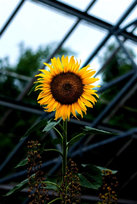20 Sunflower Pictures Hq Download Free Images On Unsplash High