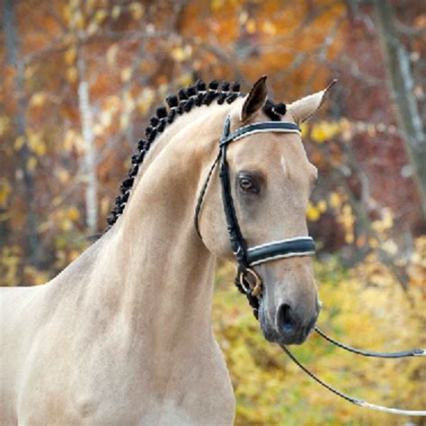 Dun horses can be tan, red or grullo, and all will always display distinct primitive markings. Image result for buckskin | Horses, Horse life, Horse ...