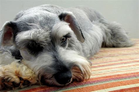 All About Miniature Schnauzers 2022