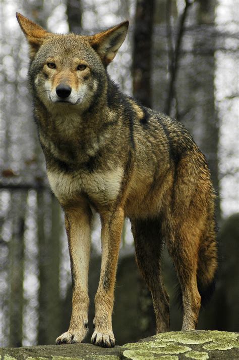 The Carnivore Blog Red Wolf Canis Rufus