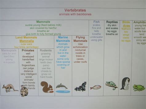 Animal Classification Chart And Cards With Images Animal