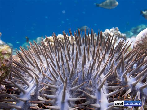 What You Should Know About The Crown Of Thorns Starfish Reef Builders