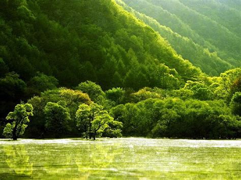 Peaceful Nature Mountain Tree Nature Green Hd Wallpaper Peakpx