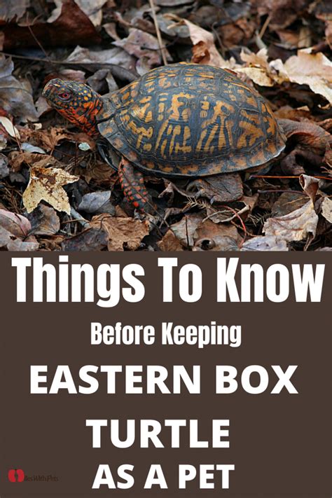 Things To Know Before Keeping Eastern Box Turtle As Pet How To Take