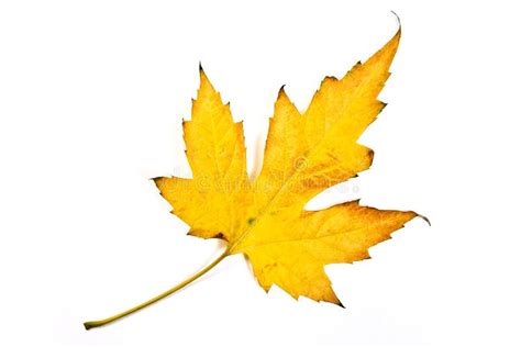 Autumn Maple Leaves Isolated On White Background With Clipping Stock