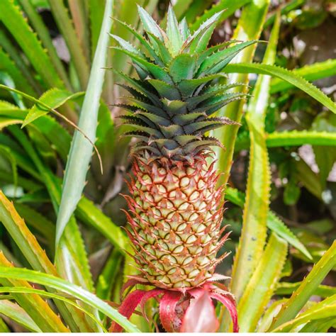 Red Pineapple Plants For Sale New Zealand Buy Online Nz Exotica Nz
