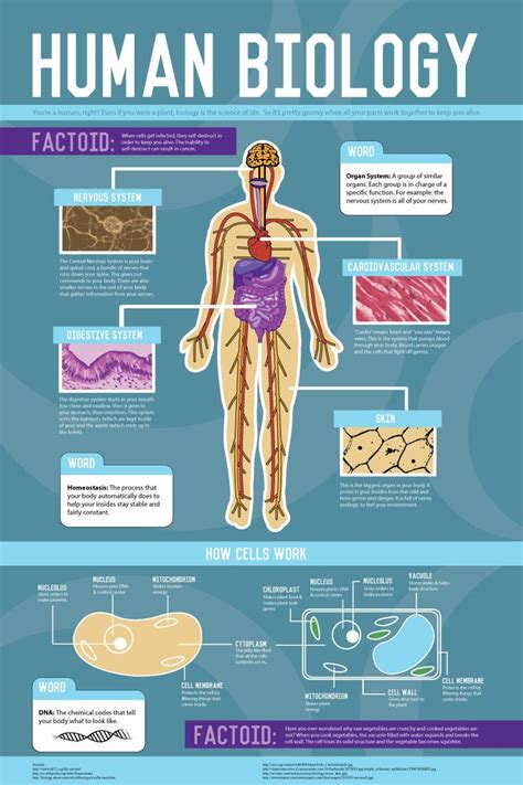 Infographic Human Body Systems In Basic Anatomy And Physiology