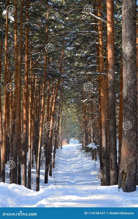 Siberian Pine Forest In Winter On A Clear Sunny Day Stock Image Image