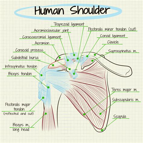 Diagram Of Shoulder Nerve Anatomy Of The Posterior Shoulder Medical
