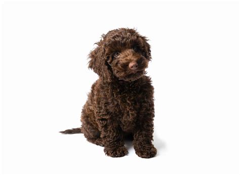 You can even train them to compete in dog sports like dock diving, flyball, agility, obedience, and more. Mini Labradoodle Puppies For Sale • Adopt Your Puppy Today ...