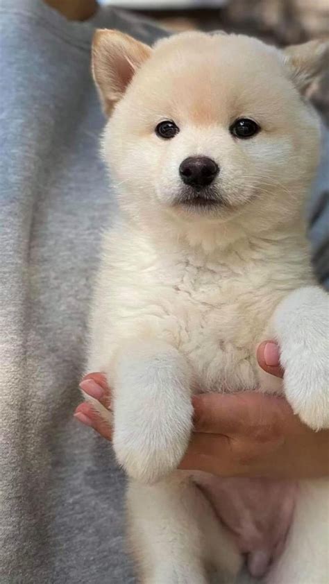 White Shiba Inu Puppies Available Akc Registered And Current On All