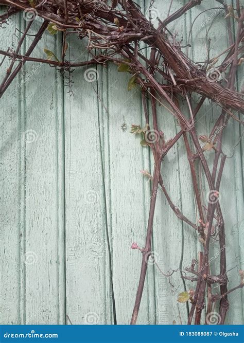 Dry Grape Vine Branch Stock Image Image Of Isolated 183088087