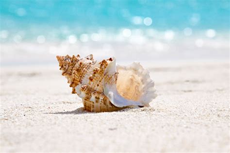 Sea Shell By The Beach Stock Photo Download Image Now Istock