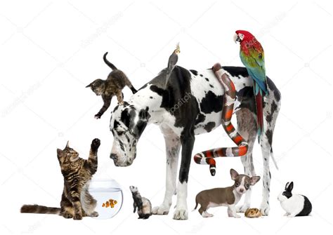 Group Of Pets Together In Front Of White Background — Stock Photo