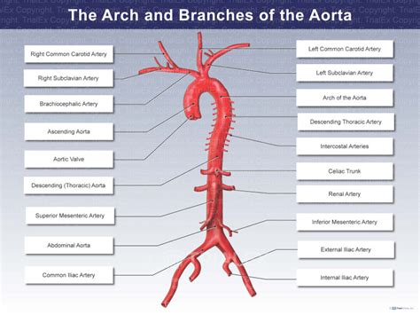 The Arch And Branches Of The Aorta Trialexhibits Inc