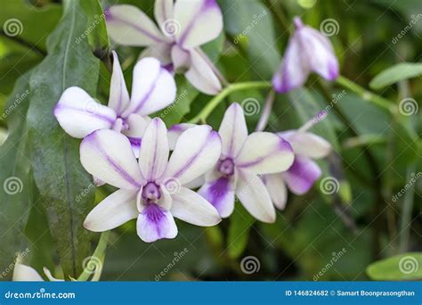 Beautiful White Orchid And Patterned Purple Spots Background Blurred