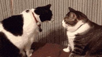 Cat Fight GIF Find Share On GIPHY