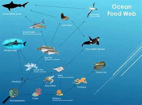 Marine Ecosystem Food Web With Trophic Levels