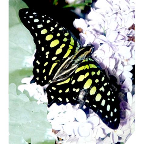 World Swallowtail Pupa Collection 10 Pupae