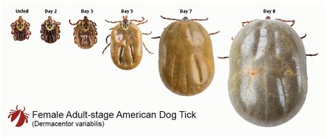 American Dog Tick Tickencounter