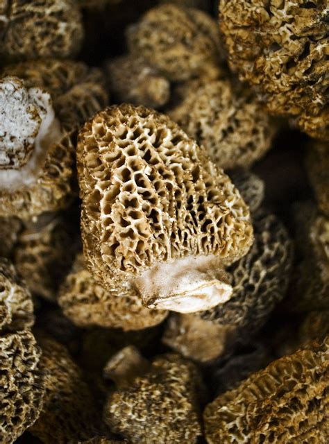 Growing the elusive morel mushroom - oregonlive.com